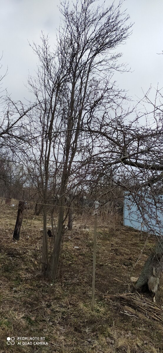 Ирга
