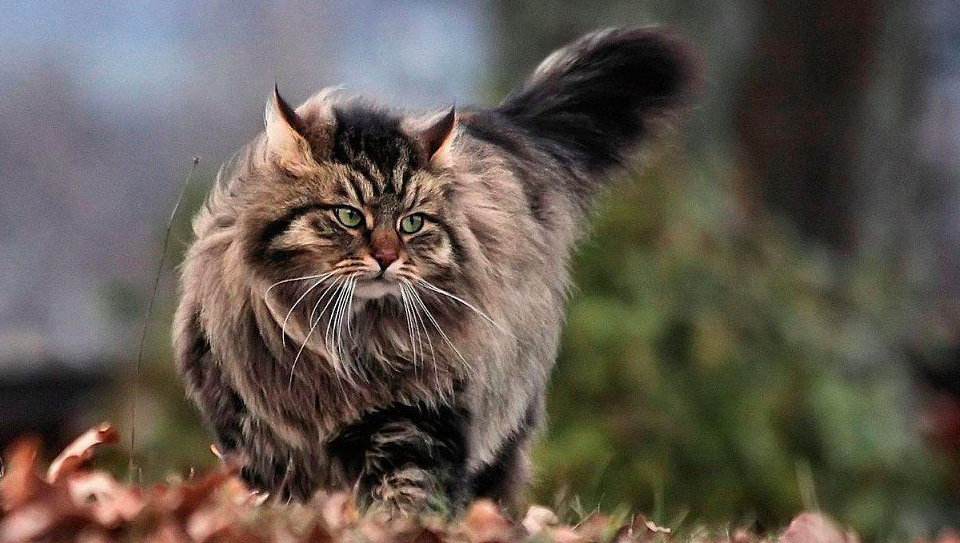 Источник: lapkins.ru