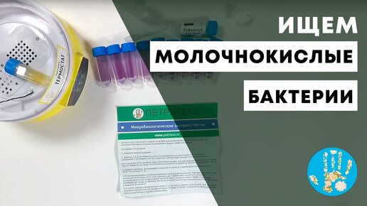 Ищем молочнокислые бактерии