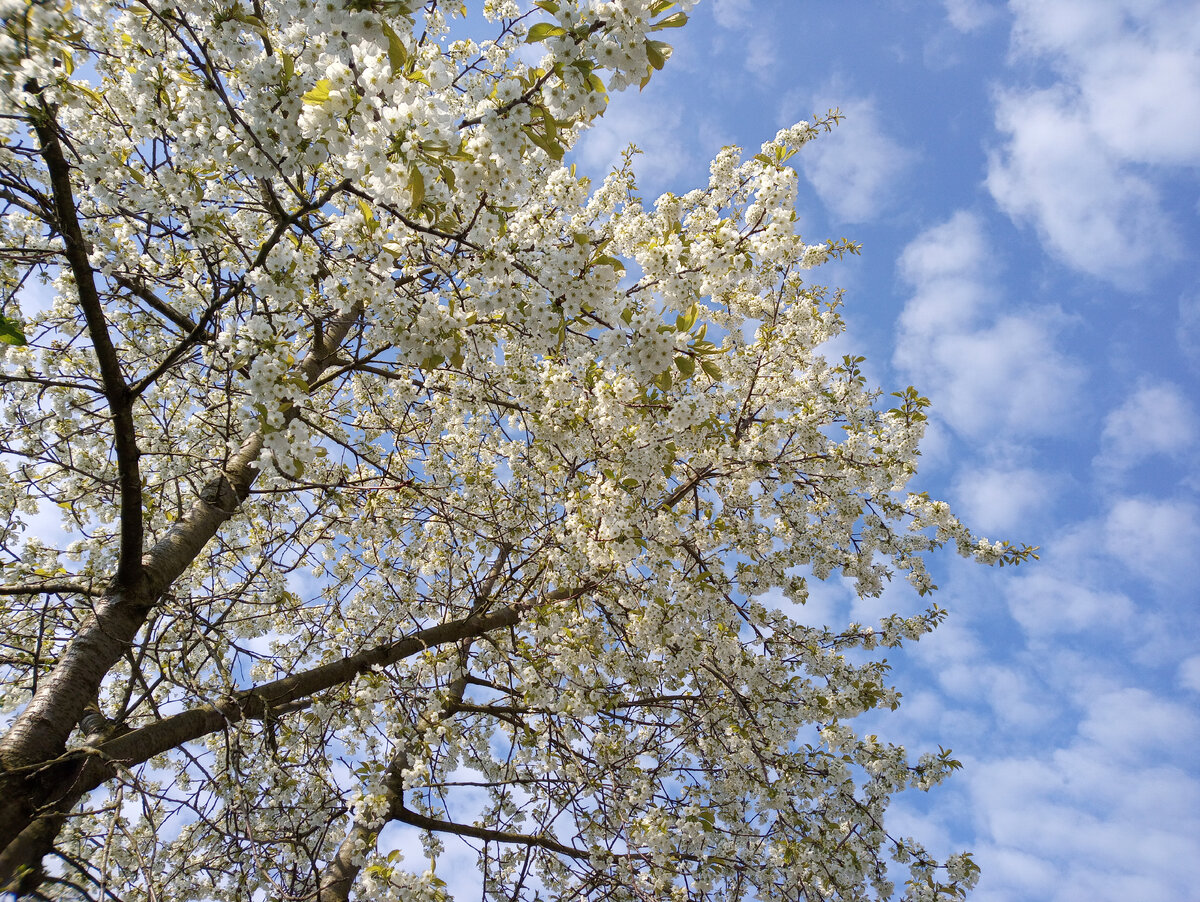 День вчера обещал быть очень хорошим. Утром сияло солнце.