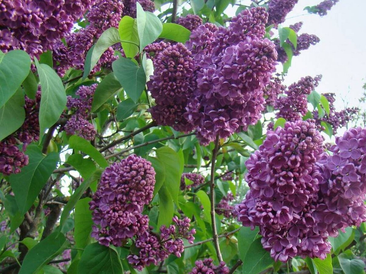 Сирень обыкновенная 'izobilie' (Syringa vulgaris 'izobilie'). Сирень обыкновенная Рустика. Сирень обыкновенная принц Волконский. Настой сирени