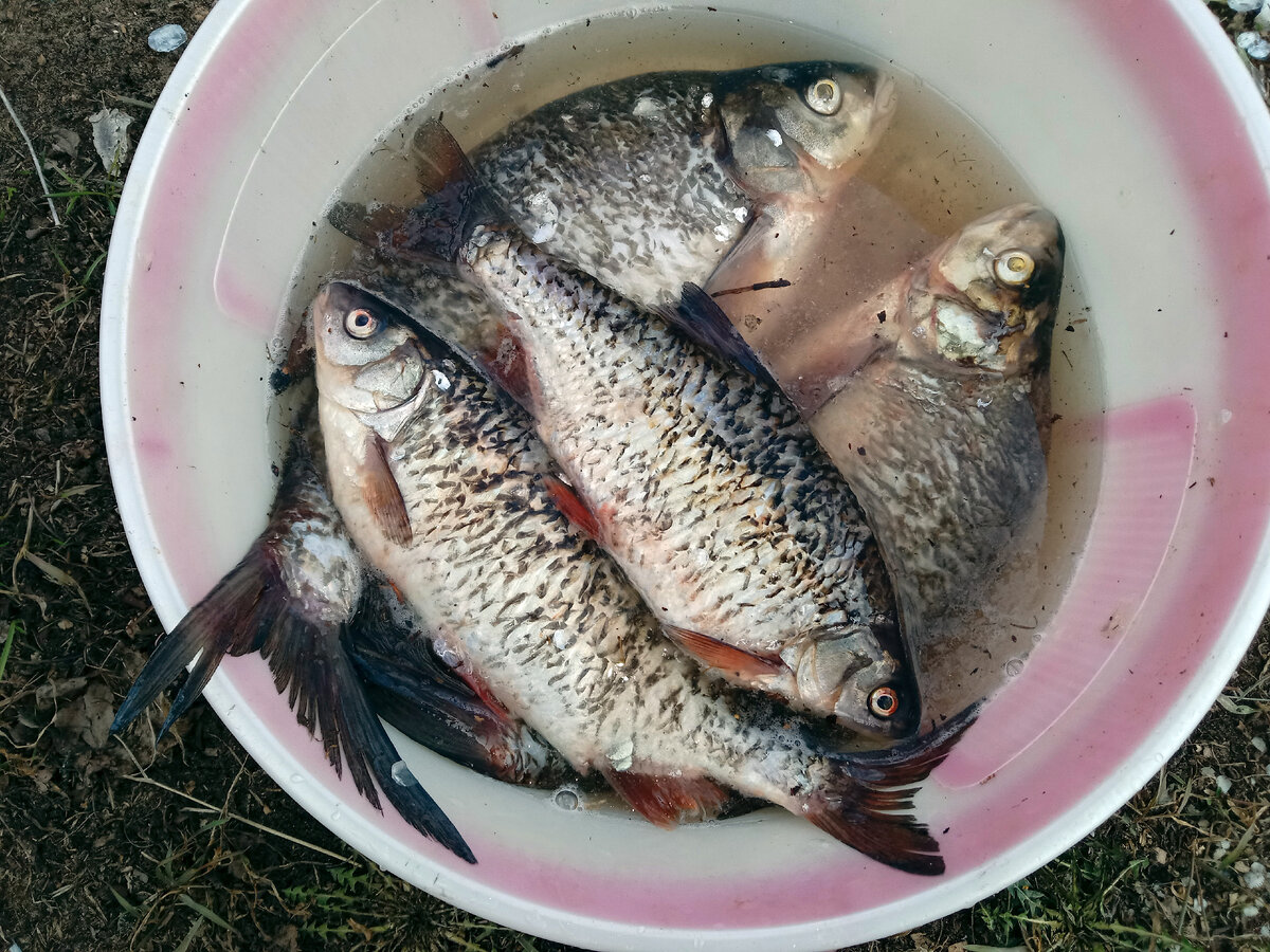 Нормальную, конечно, на всякий случай, ей тоже почистил )))