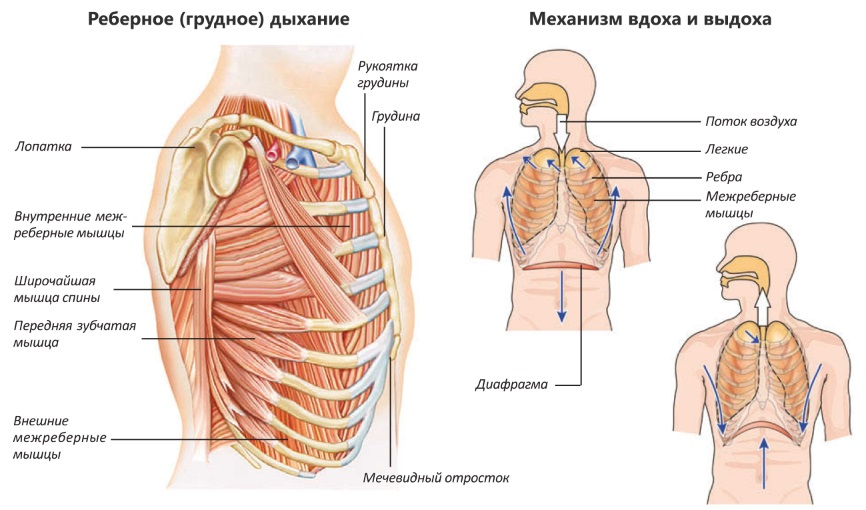 Механизм вдоха и выдоха схема