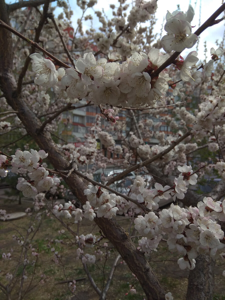 В Красноярске, несмотря на периодически пролетающие снежинки, ураганный ветер и пожары, зацветают яблони. С природой не поспоришь. Весне быть. Фото из личного архива автора.