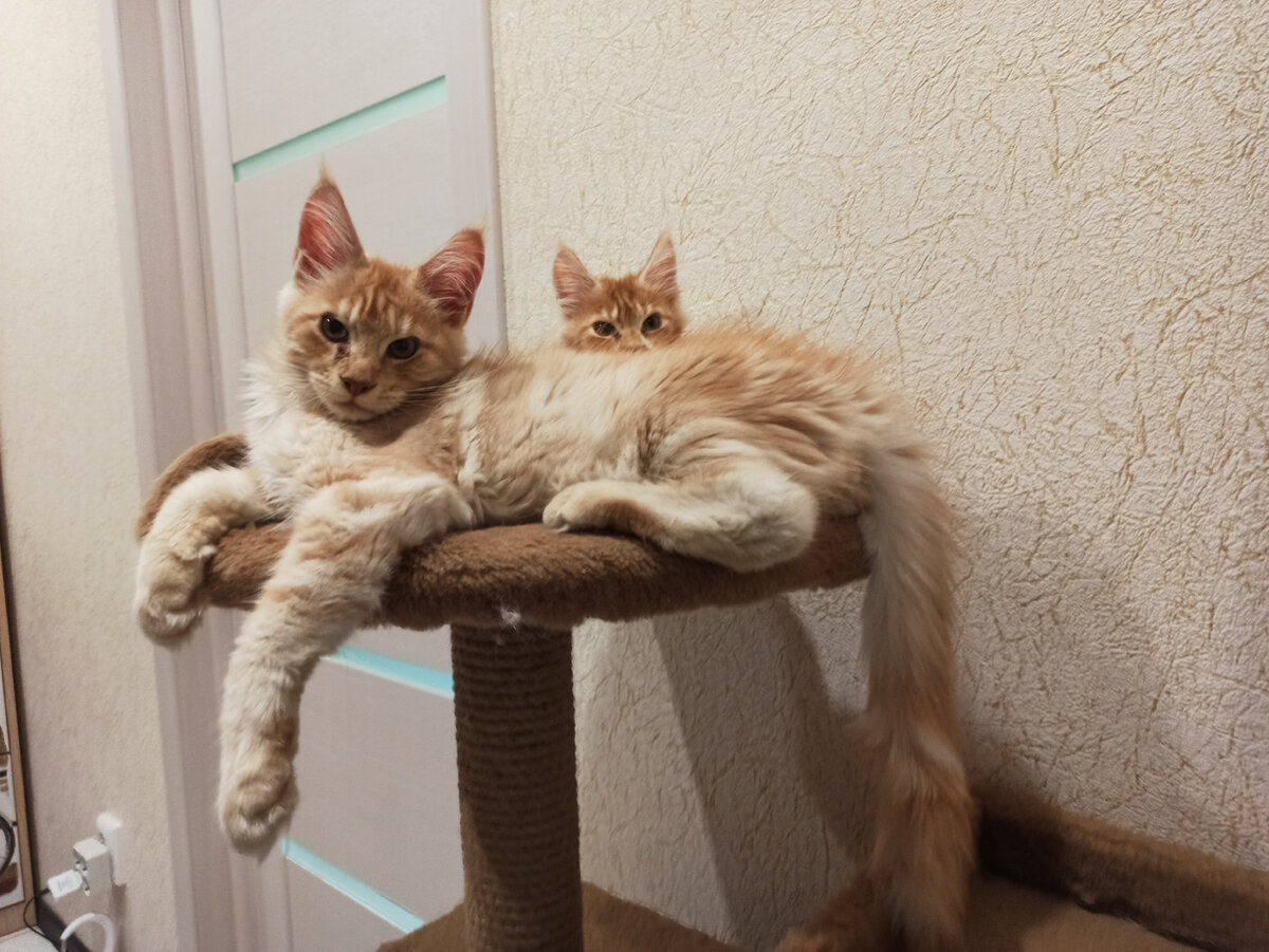 Санто. Не хочет фотографироваться, хочет спать)