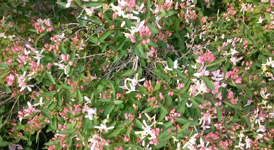 То самое деерево.