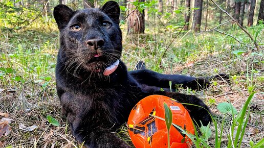 Télécharger la video: Летающая пантера Луна ⚽️🐆😸