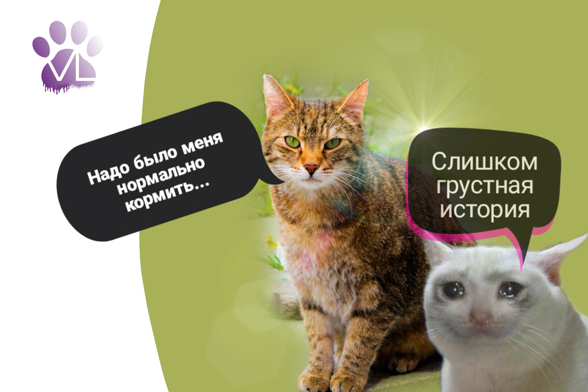 Страдания кота с мочекаменной болезнью | Ветеринарный диетолог vetLIFE |  Дзен