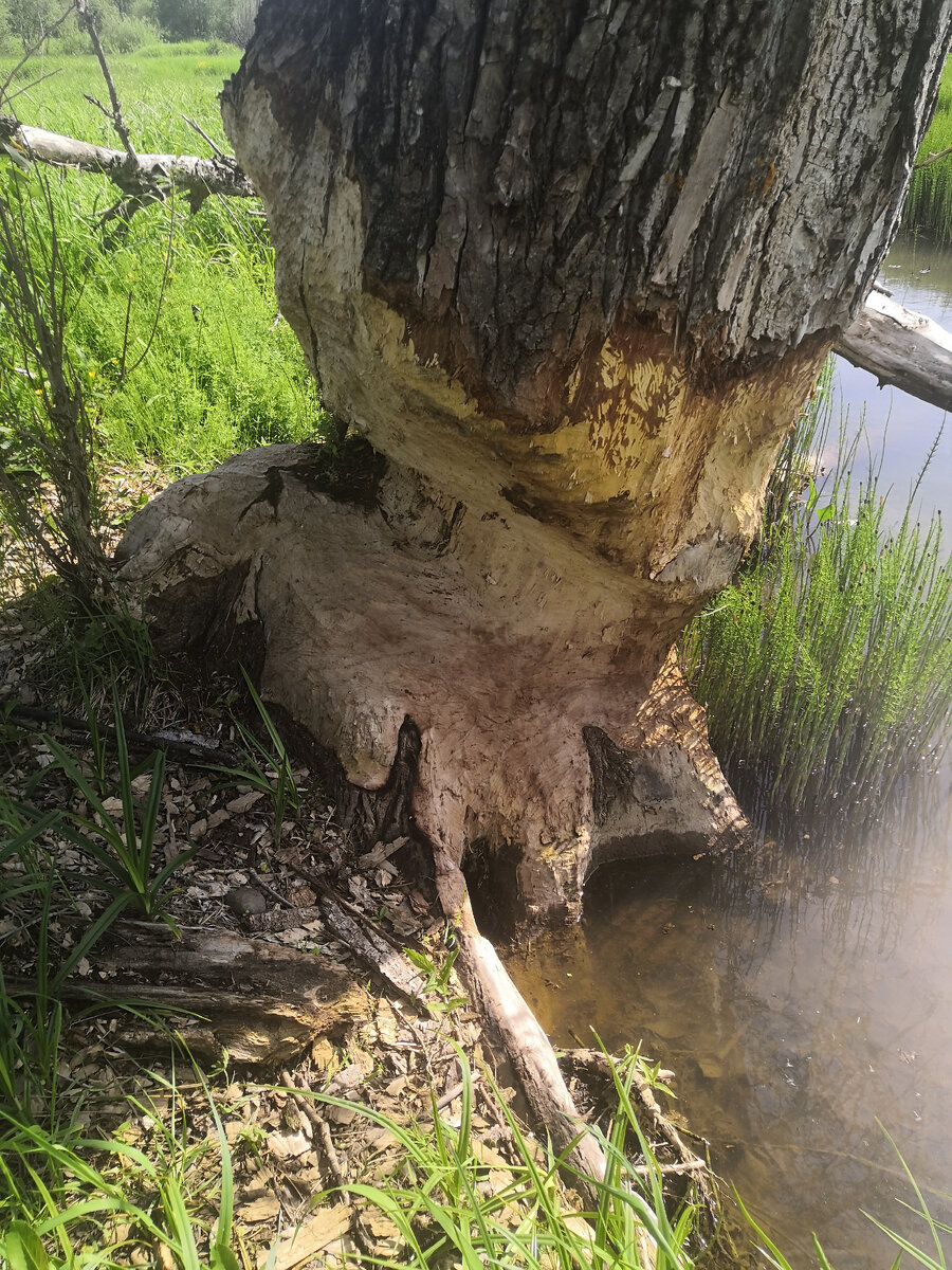 А это доказательства, работа бобров
