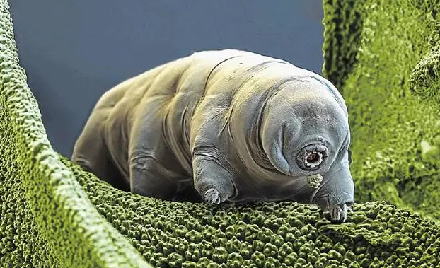 Традиград Тихоходка