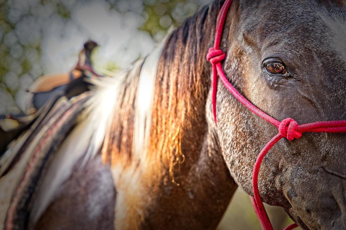 Наверно чуть ли не единственное спортивное направление, в котором при заездке действительно учитывается физиологическая зрелость лошади - это вестерн.