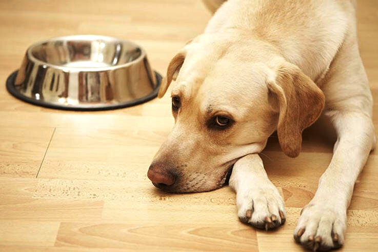 Если питомец не ест в жару, это нормально