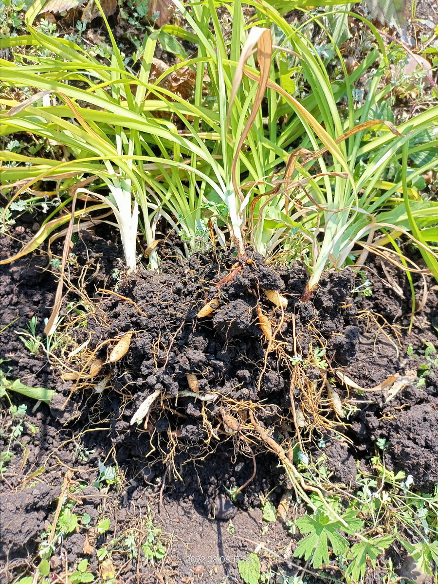 корневая лилейника