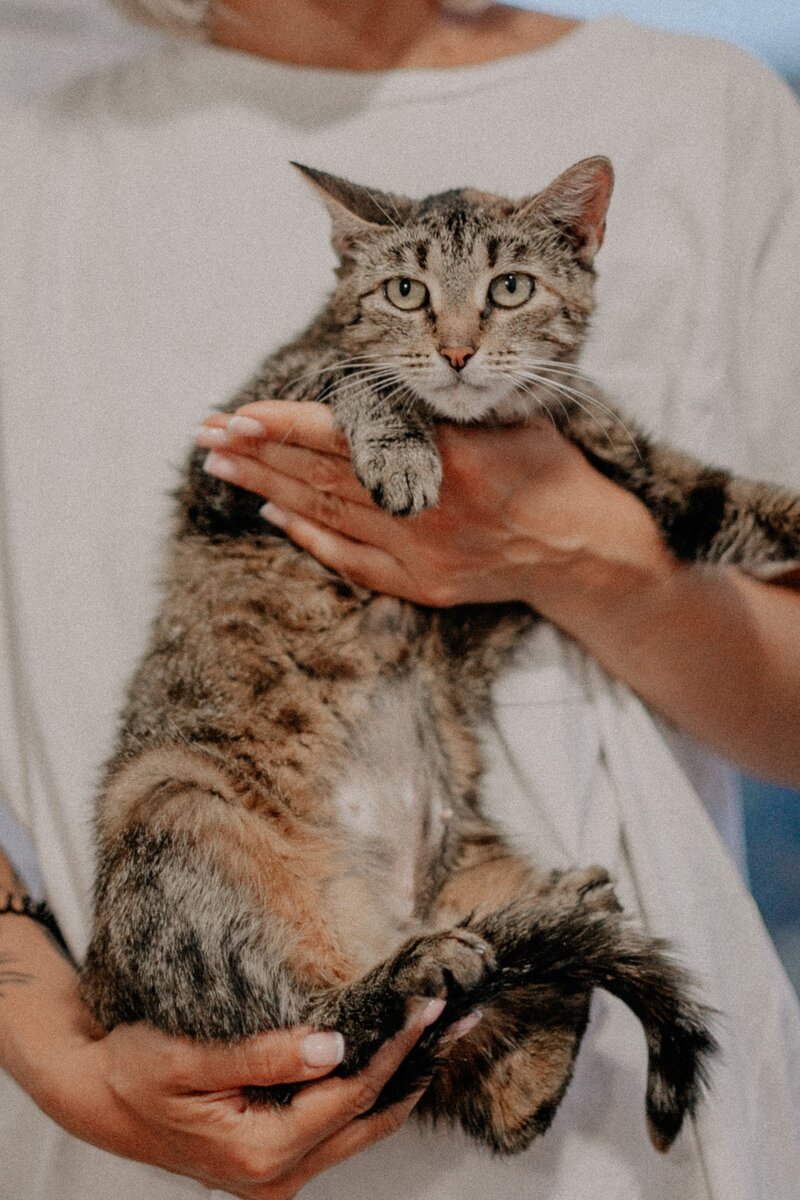 Мила сидела, прикрывая большой живот лапками, и размышляла о своей непростой жизни. И тут ей начало везти: ее заметили и попросили принять в приют, мы не успели ее стерилизовать, она родила двух чудесных рыжиков и выкормила их в тепле, на мягкой подстилке и хорошем питании. 