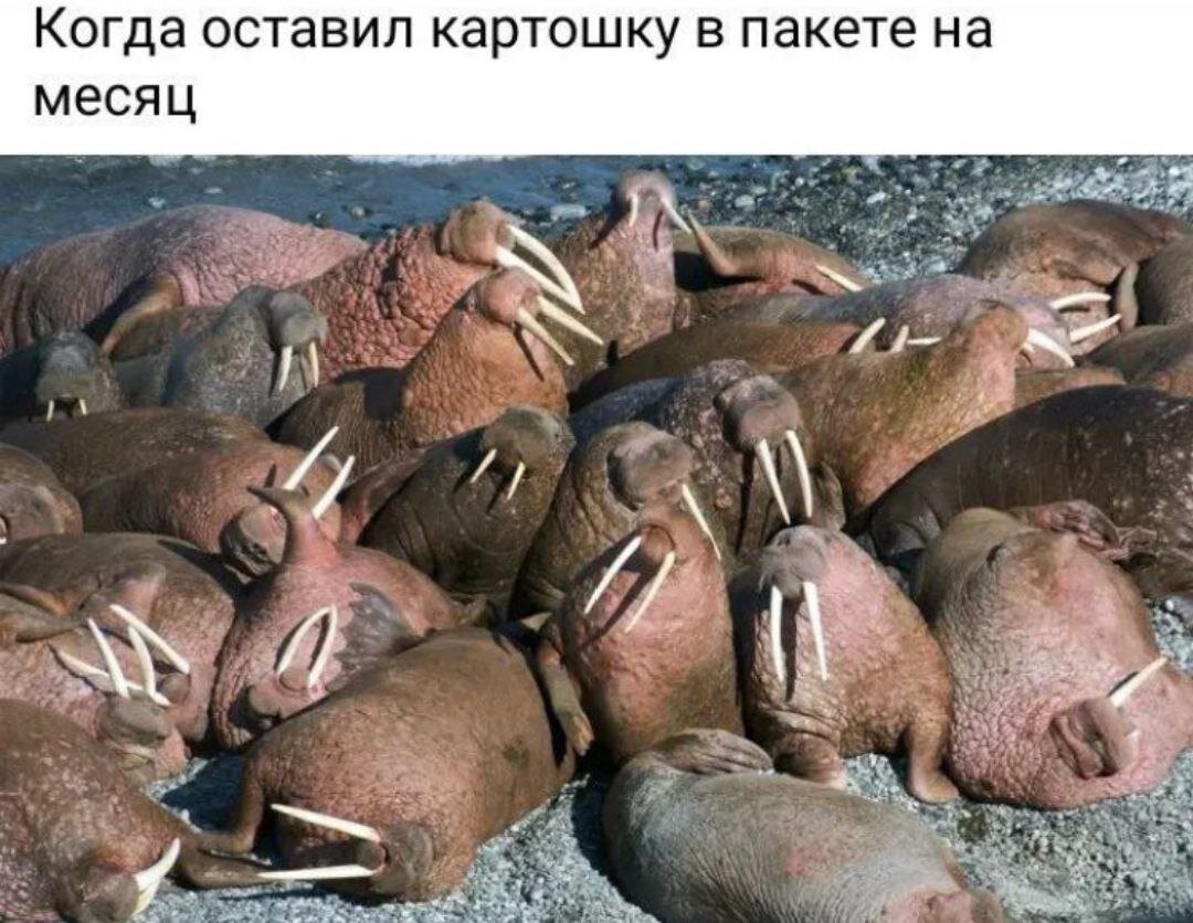 Это не смешно, просто гениально