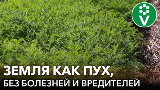 Сидераты после картофеля: какие растения оздоровят почву, избавят от сорняков и вредителей. Посейте в сентябре!