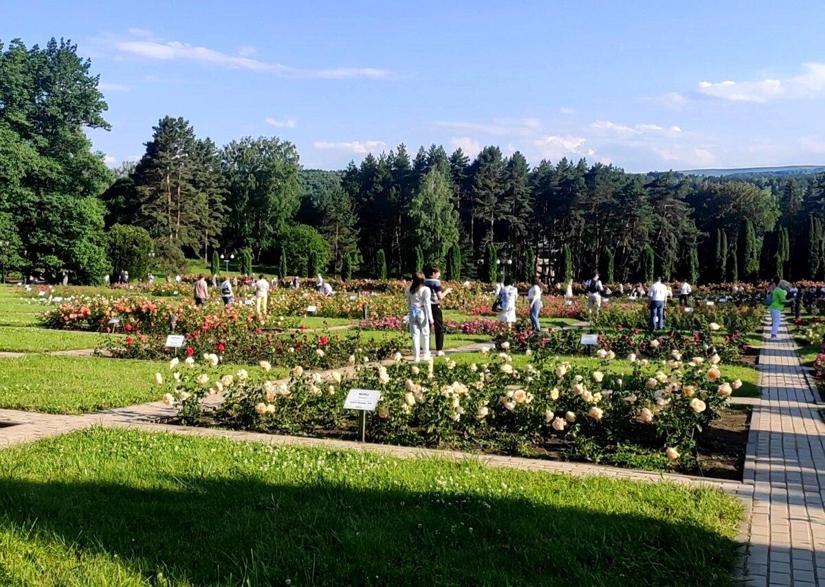 Парк роз в кисловодске