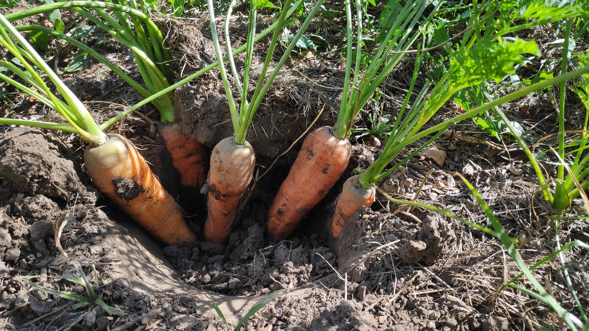 В статье использованы фото автора