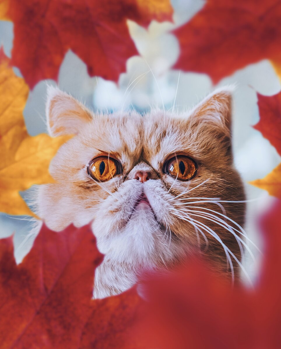 Автор: Алексей Моисеев. Кот Бейлиз. г. Москва, 2021