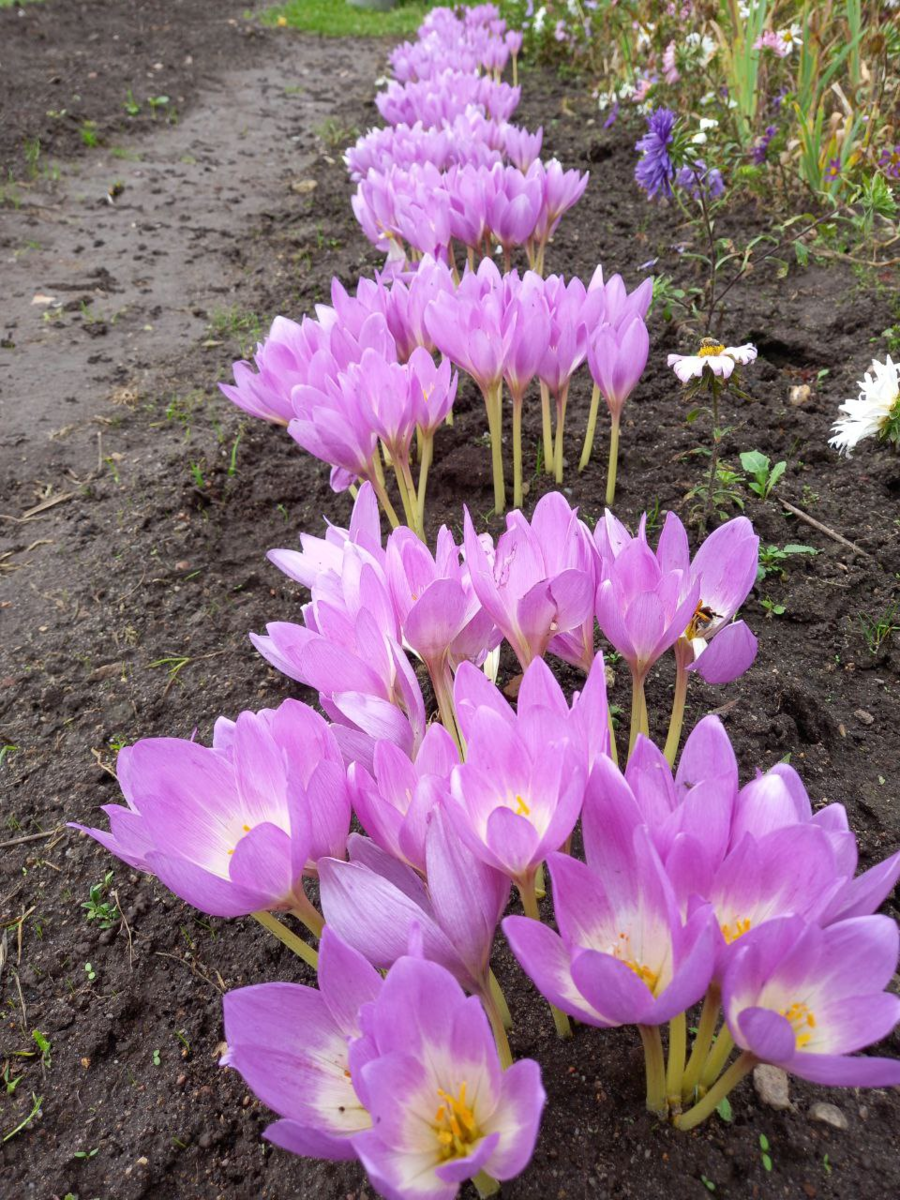 Колхикум или безвременник под сентябрьским дождём выглядит эффектно.