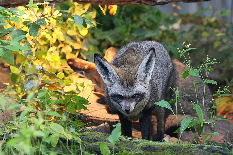 Длина ушей достигает 13 см