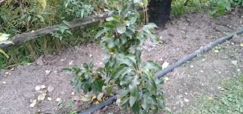 Сроки внесения удобрений