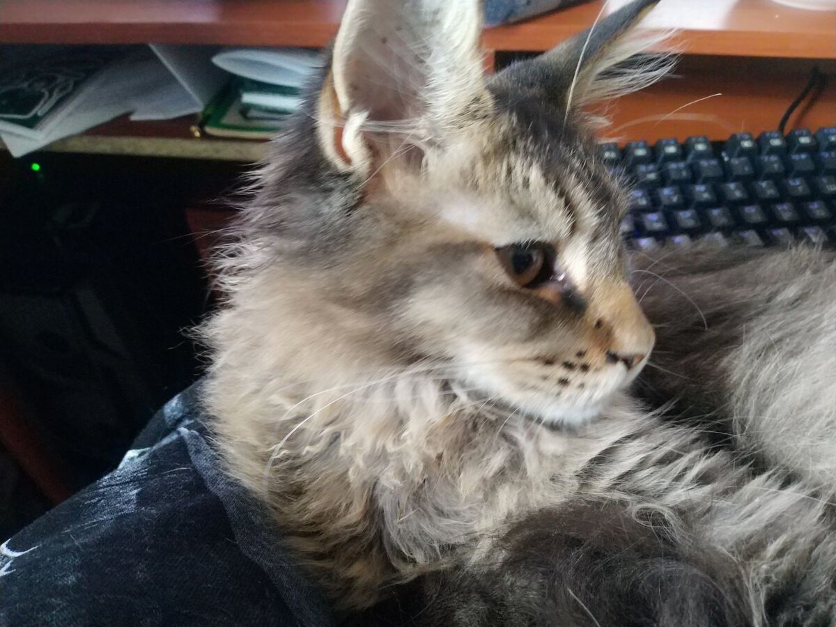 Давай, гладь уже, хватит в интернете сидеть!