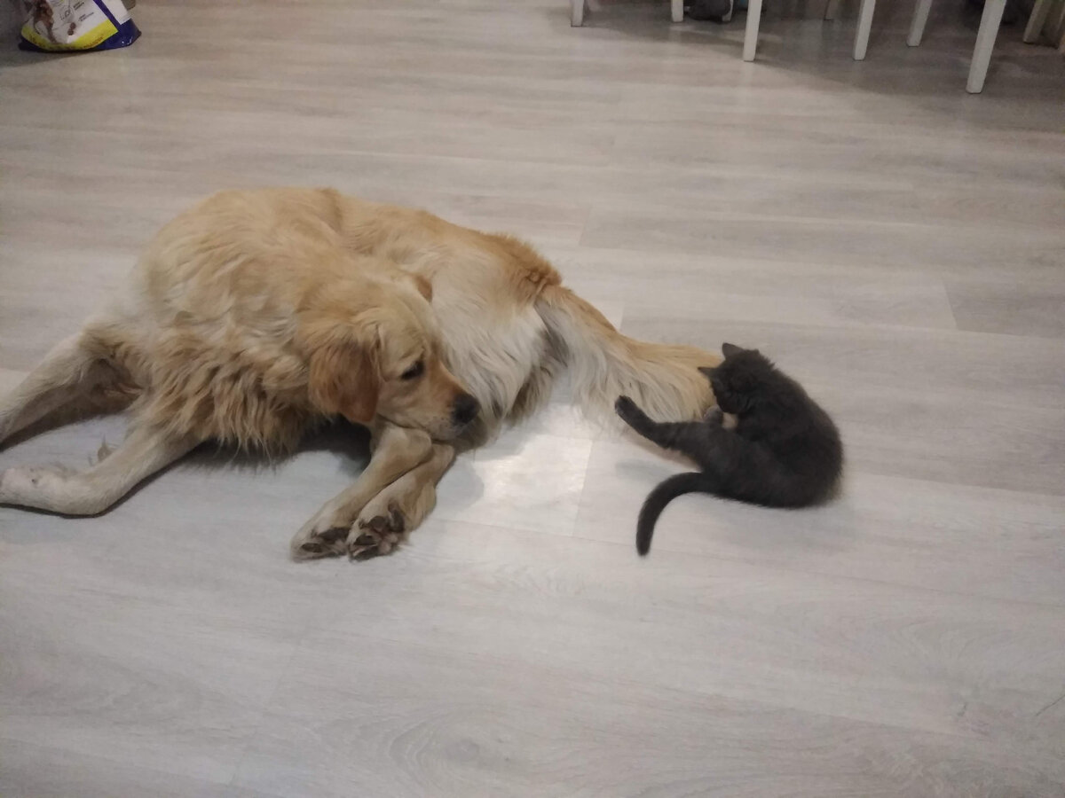Пёс Зет, в одиночку воспитавший котенка