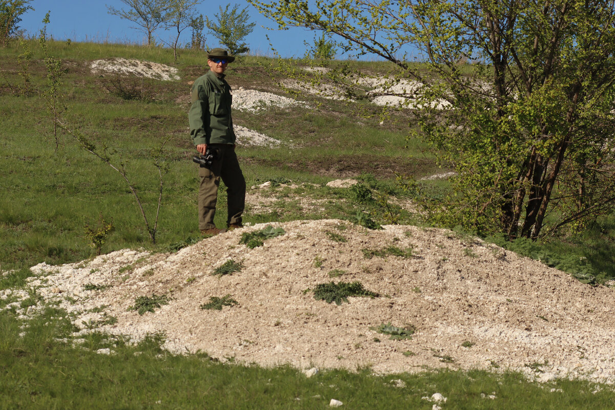 Зимовальная сурчина