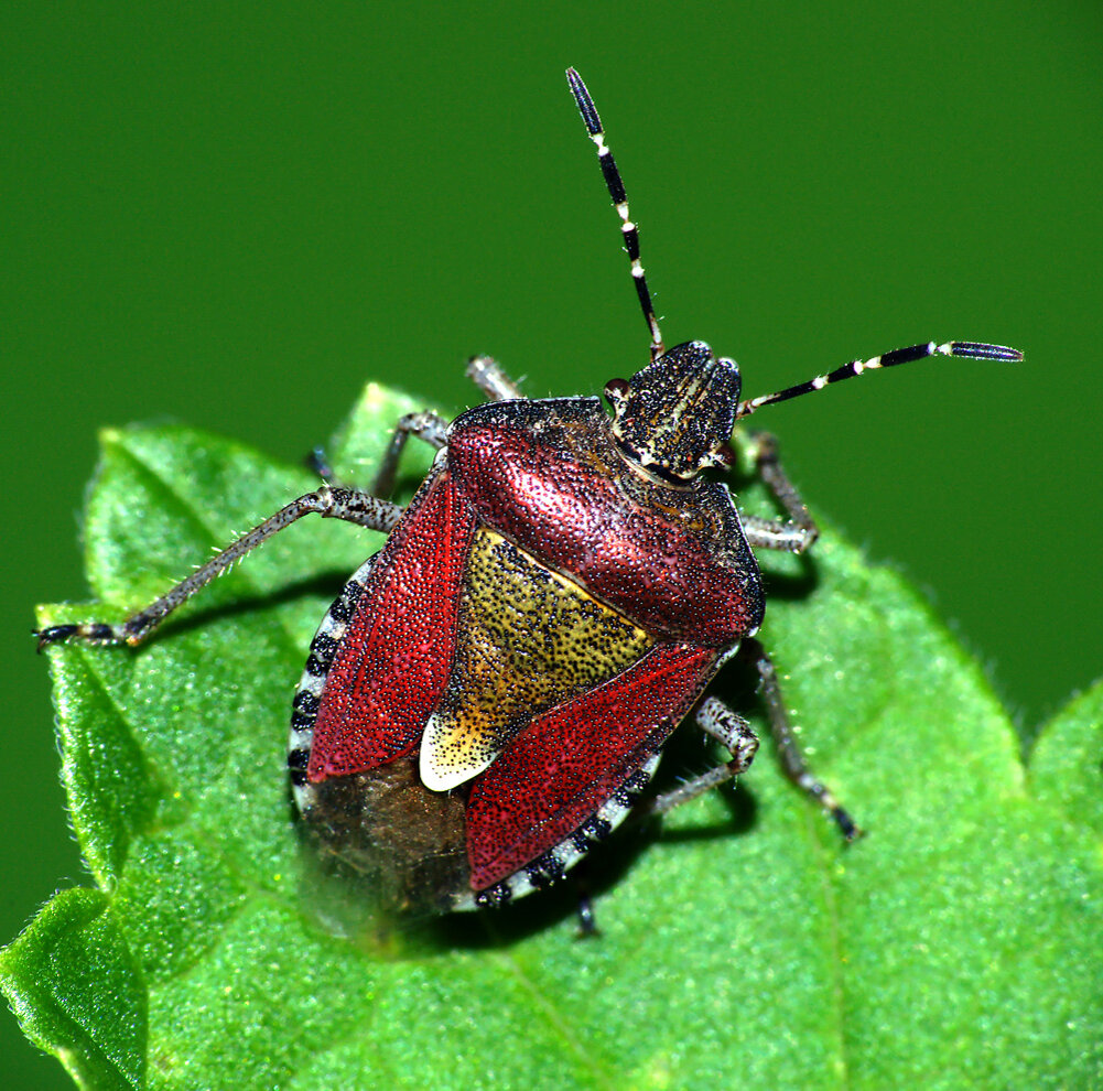 Жук вонючка. Клоп щитник ягодный. Dolycoris baccarum - щитник ягодный. Щитник красноногий. Щитник двузубчатый.