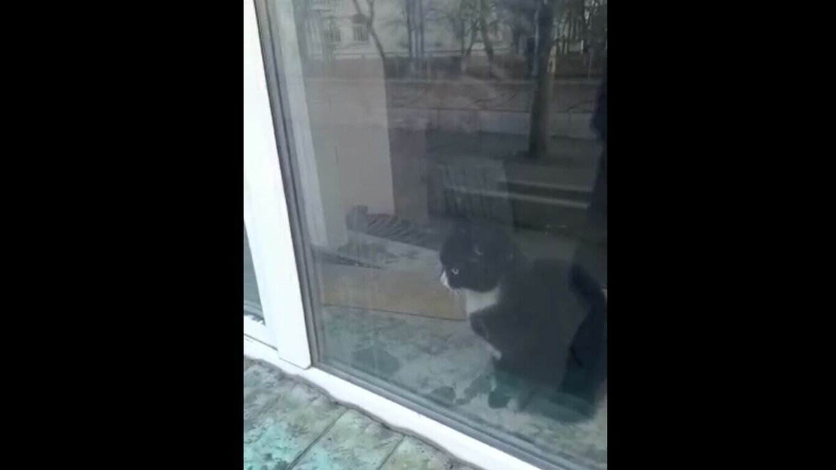Закрыли кота на балконе зимой