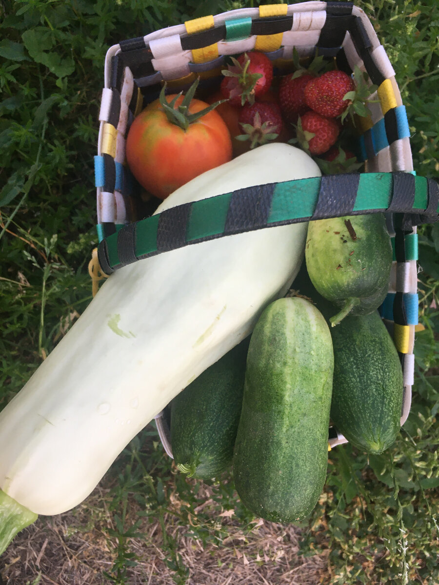 Первый урожай, 2020 г. Собственное фото