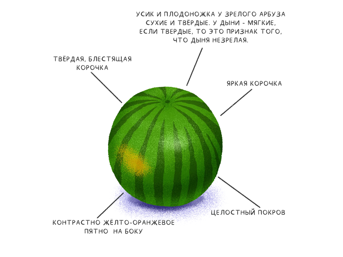 Как понять что арбуз спелый