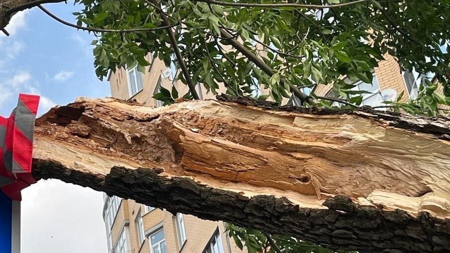     В Георгиевском городском округе упавшая ветка дерева повредила автомобиль, сообщил глава администрации округа Андрей Зайцев.