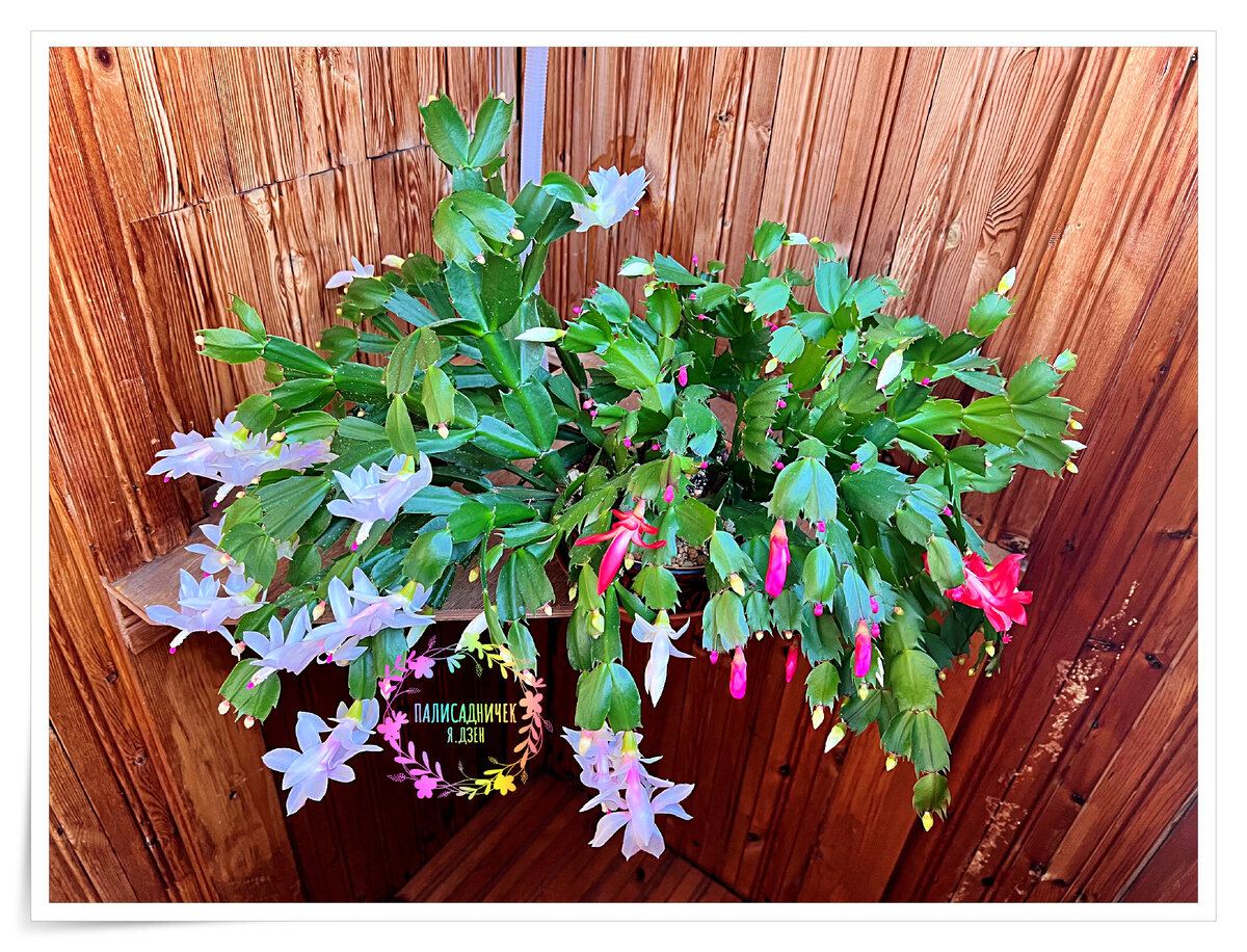 Клумба у крыльца. Палисадник энфилд. Цветы для деревенского палисадника. Палисаднички. Псков деревня палисадник.