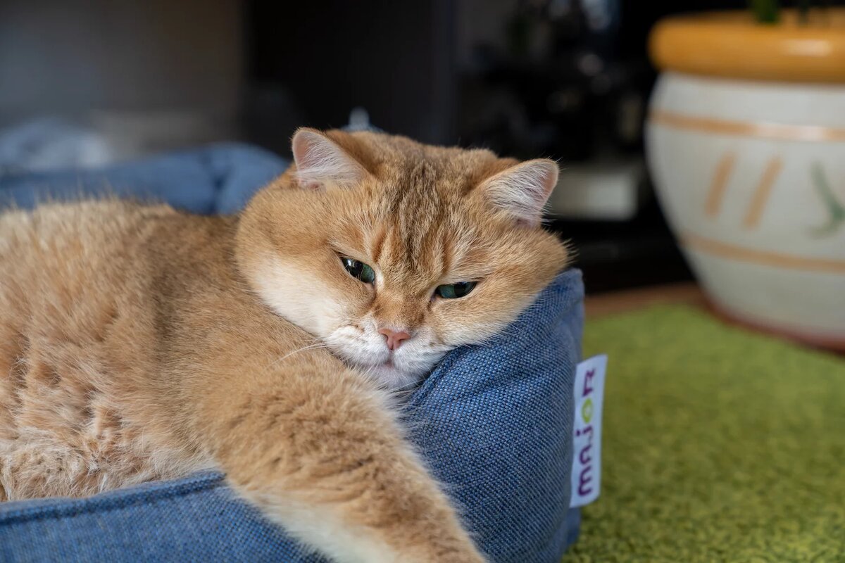 фото кота хосико с короной. хосико кот дзен. хосико манчин. скоттиш страйт хосико. хосико инстаграм.