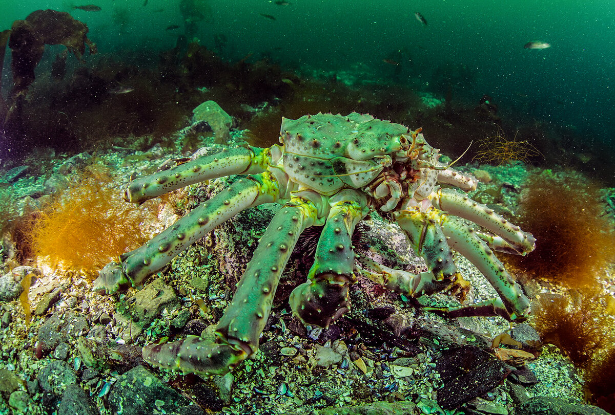 краб баренцево море