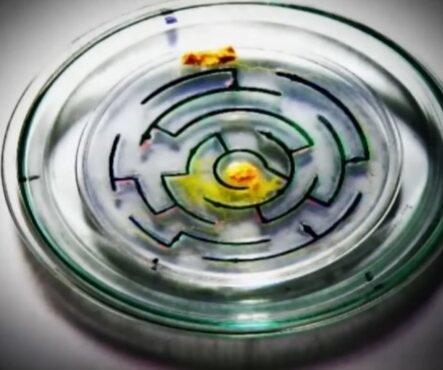 слизевик проходит лабиринт.