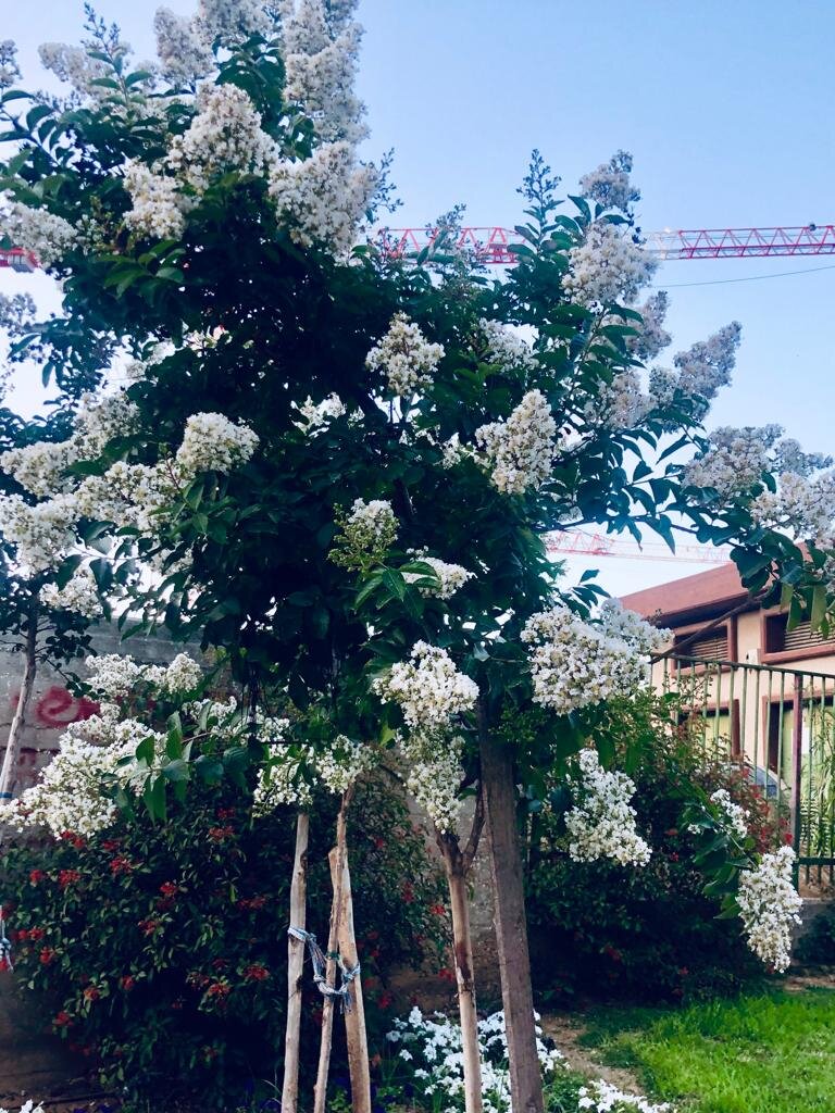 Израильская серень.