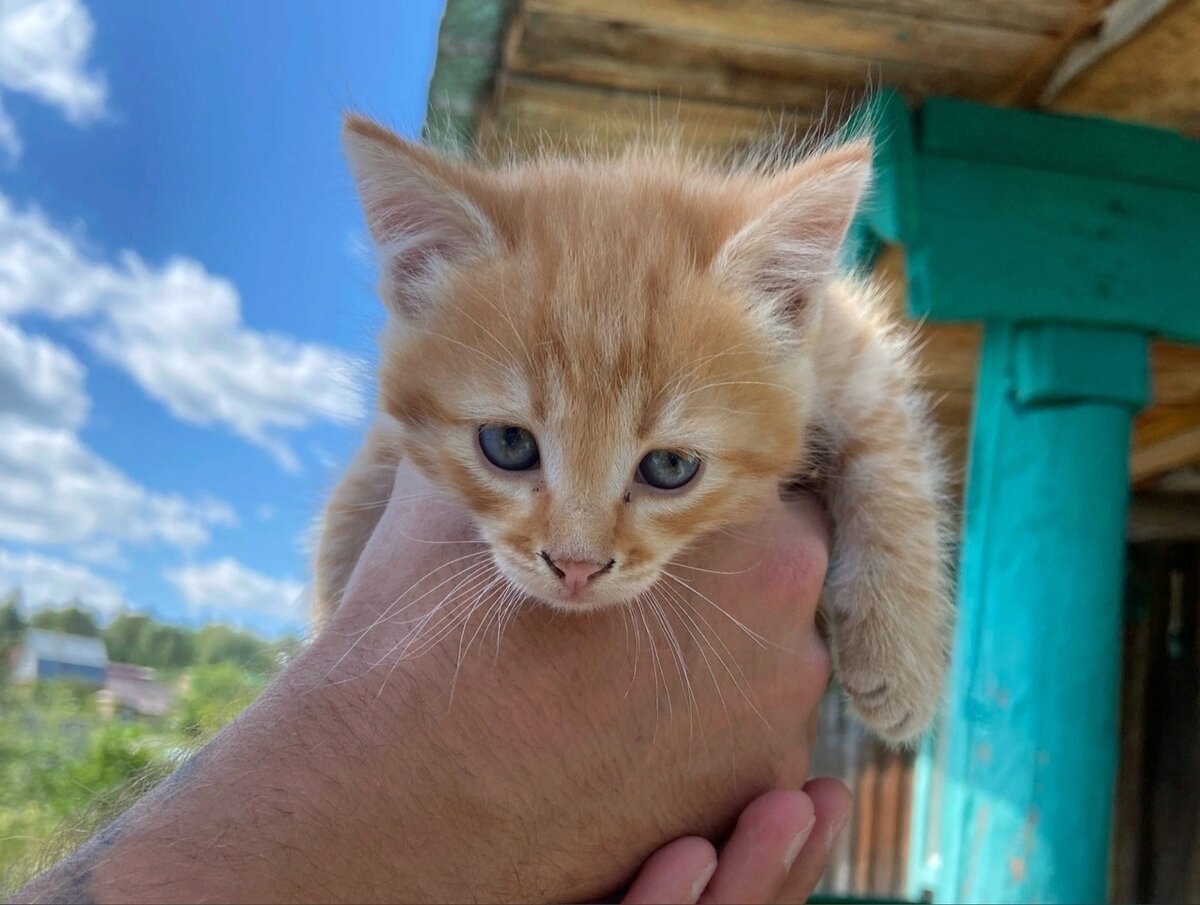 Объявление о котятах разлетелись по интернету