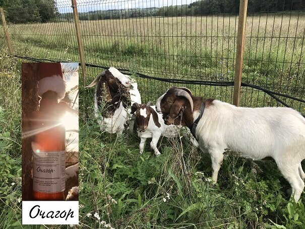 Вот эта  троица