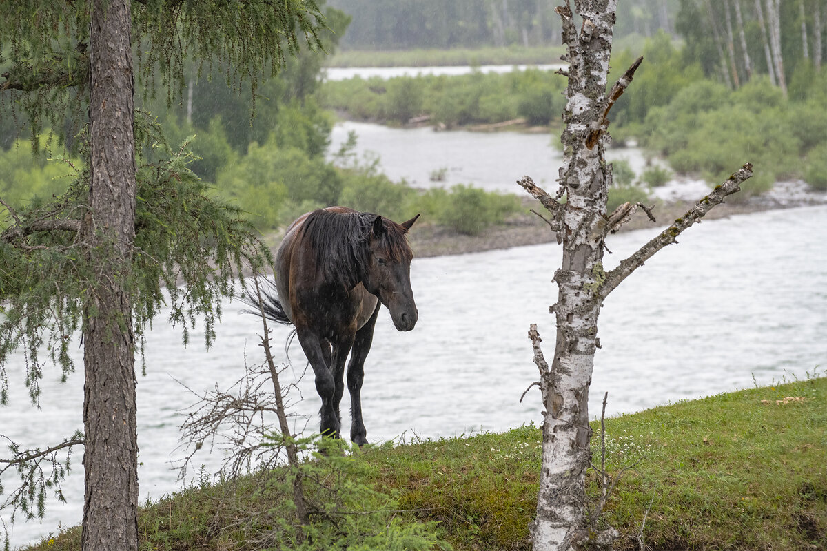 "Думы лошадиные..." О чём думаю лошади? На самом деле фотограф замечает очень много вещей, если он искренне подходит к своему делу.