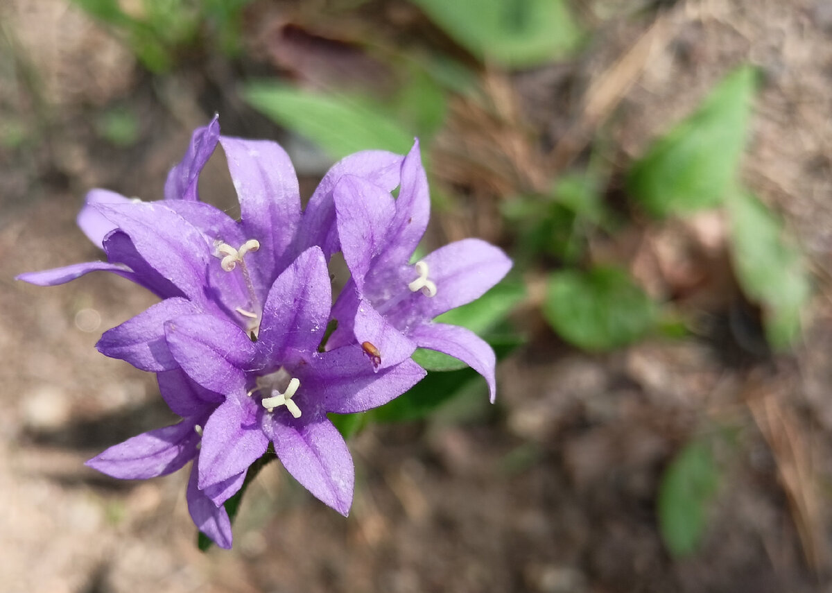 24 Campanula komarovii