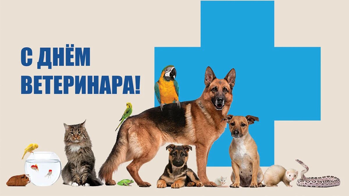 День ветеринара. Иллюстрация: «Весь Искитим»