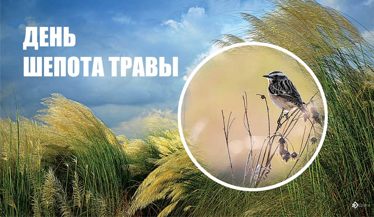 Шепот травы. День шепота. С днем шепота травы картинки 31 августа. С днем шепота травы картинки 31 августа. Праздник на траве.