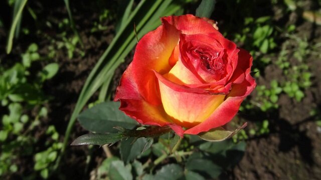 Роза Утопия: особенности, характеристика, посадка, выращивание, уход, отзывы