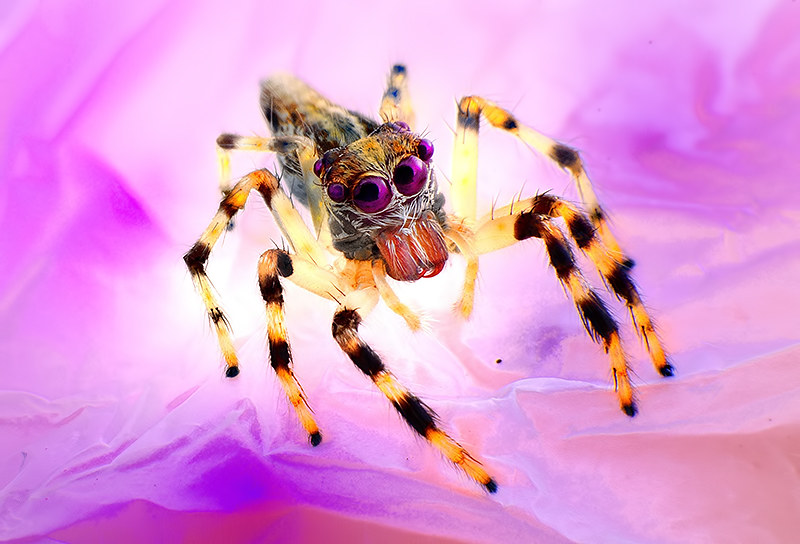 https://www.flickr.com/photos/jim8kong/14420523626/in/photostream/