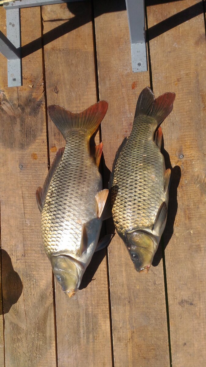 Карп на 2 и 2,5 килограмма.