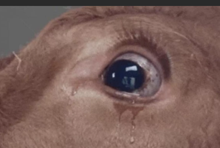 Структура слез: что происходит, когда коровы плачут