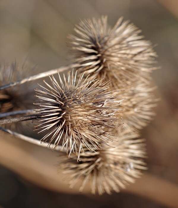 Источник: https://pixabay.com/ru/photos/%D0%BB%D0%B8%D0%BF%D1%83%D1%87%D0%BA%D0%B8-czepy-%D0%BB%D0%BE%D0%BF%D1%83%D1%85-%D0%BC%D1%8F%D1%87-%D1%86%D0%B2%D0%B5%D1%82%D0%BE%D0%BA-4227130/